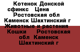 Котенок Донской сфинкс › Цена ­ 5 000 - Ростовская обл., Каменск-Шахтинский г. Животные и растения » Кошки   . Ростовская обл.,Каменск-Шахтинский г.